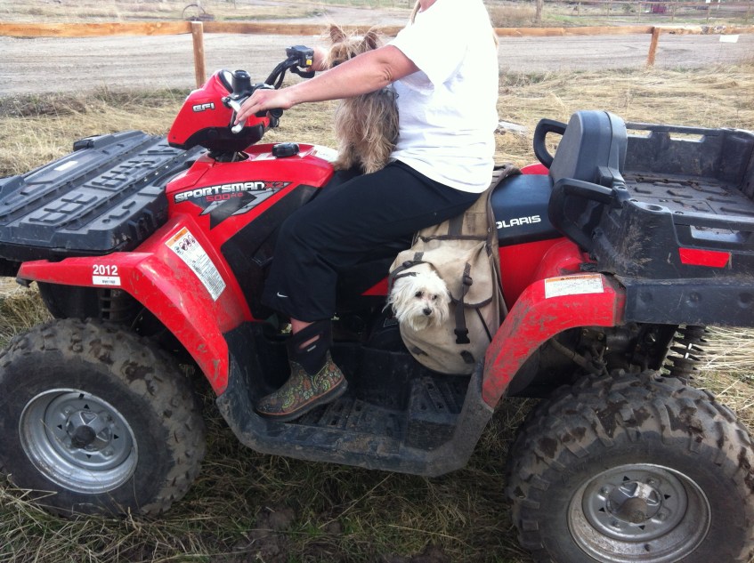 Yes, that's the Maltese in the saddlebag!