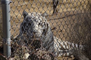White Tiger