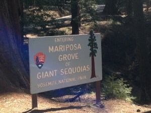 His beloved Grove of Sequoias
