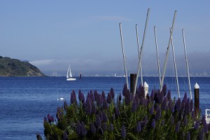 Warm and sunny Sausalito