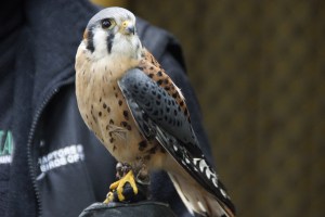 Another sharp-clawed flying creature