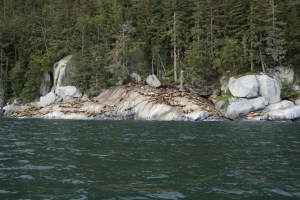 sealion spotting on our boat ride back to the ship